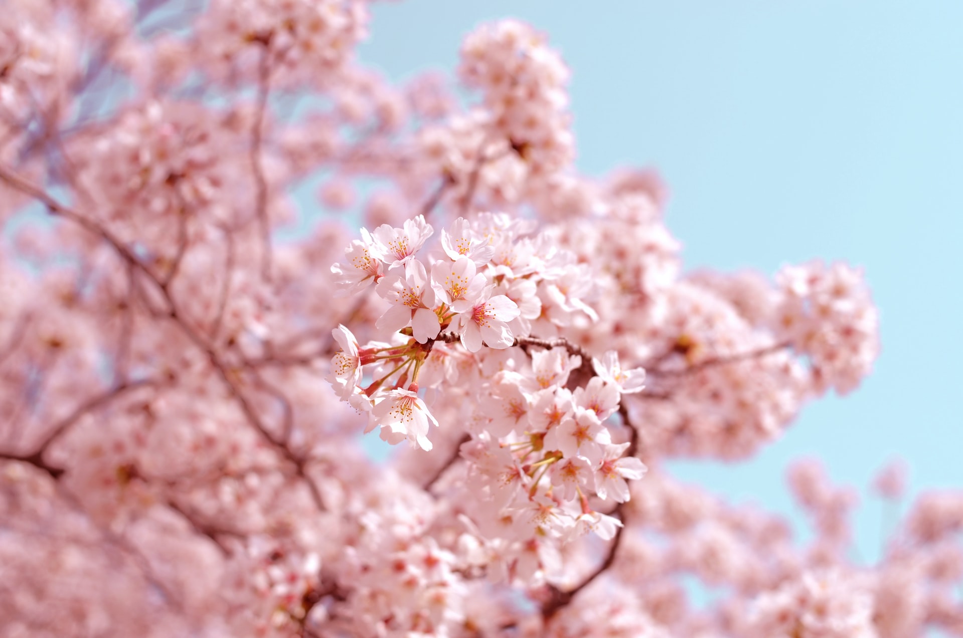 花】桜 Cherry Blossoms｜スマネコ＠ BLOG