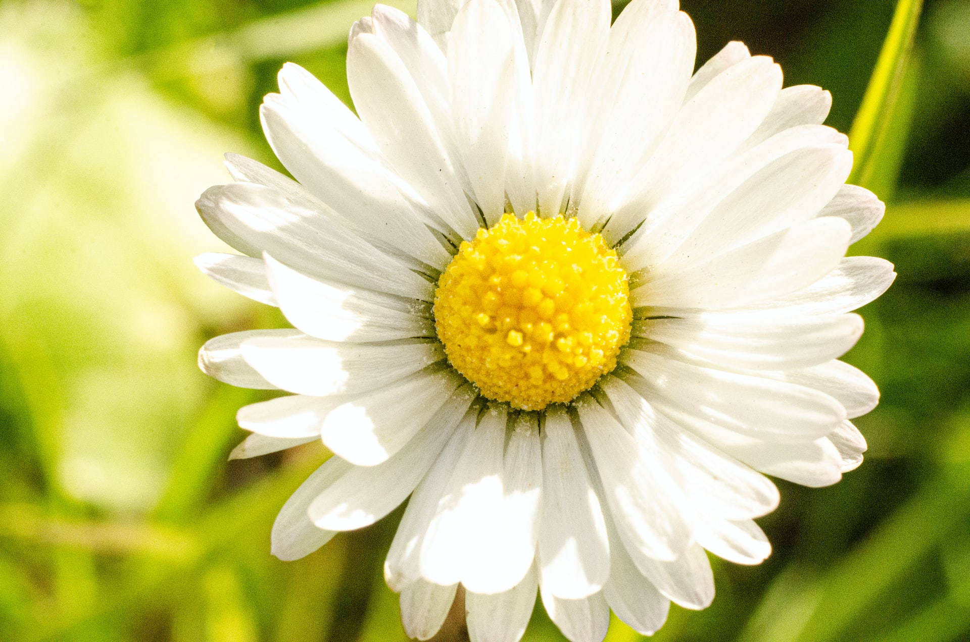 花 カモミール スマネコ Blog