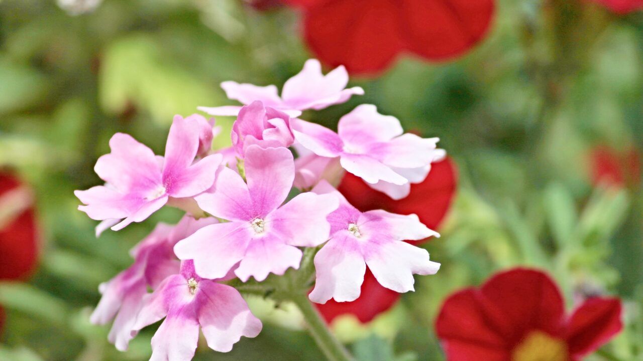 花 バーベナ スマネコ Blog