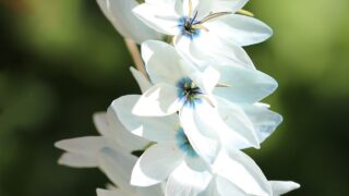 花 心に響く花の一覧 スマネコ Blog