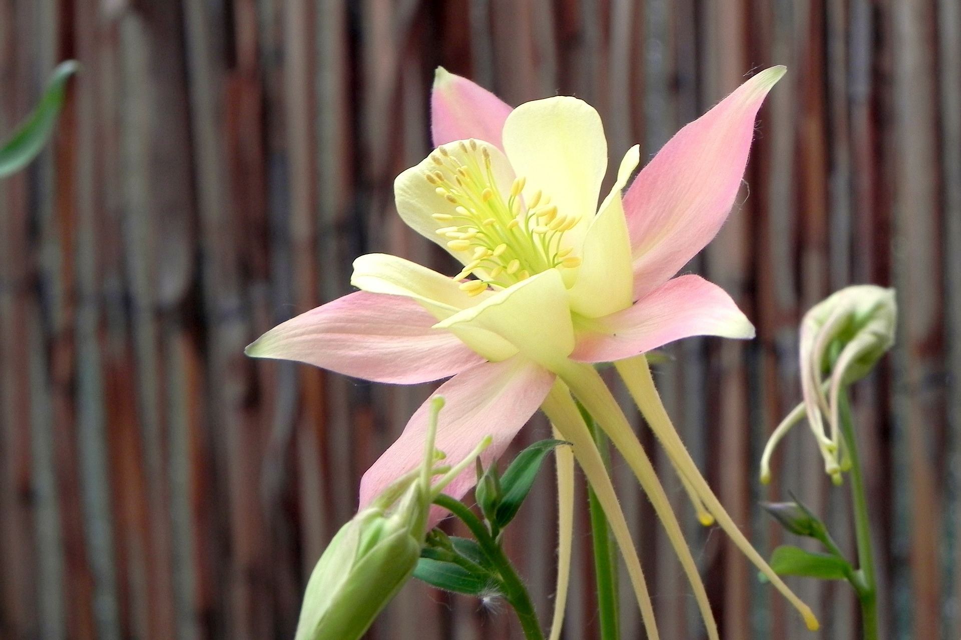 花 オダマキ スマネコ Blog