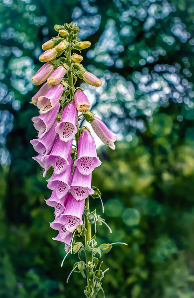 花 ジギタリス スマネコ Blog