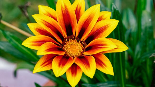 花 ガザニア スマネコ Blog 花 ガザニア スマネコ Blog