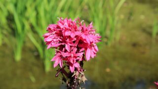 花 心に響く花言葉の一覧 スマネコ Blog 花 心に響く花言葉の一覧 スマネコ Blog