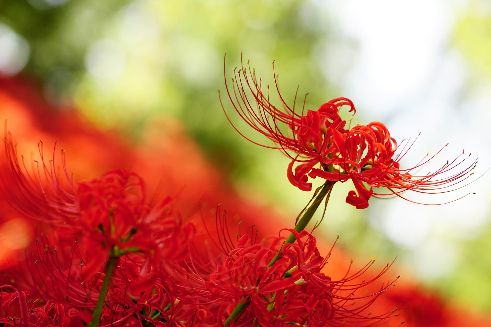 花 彼岸花 ヒガンバナ Cluster Amaryllis Red Spider Lily スマネコ Blog