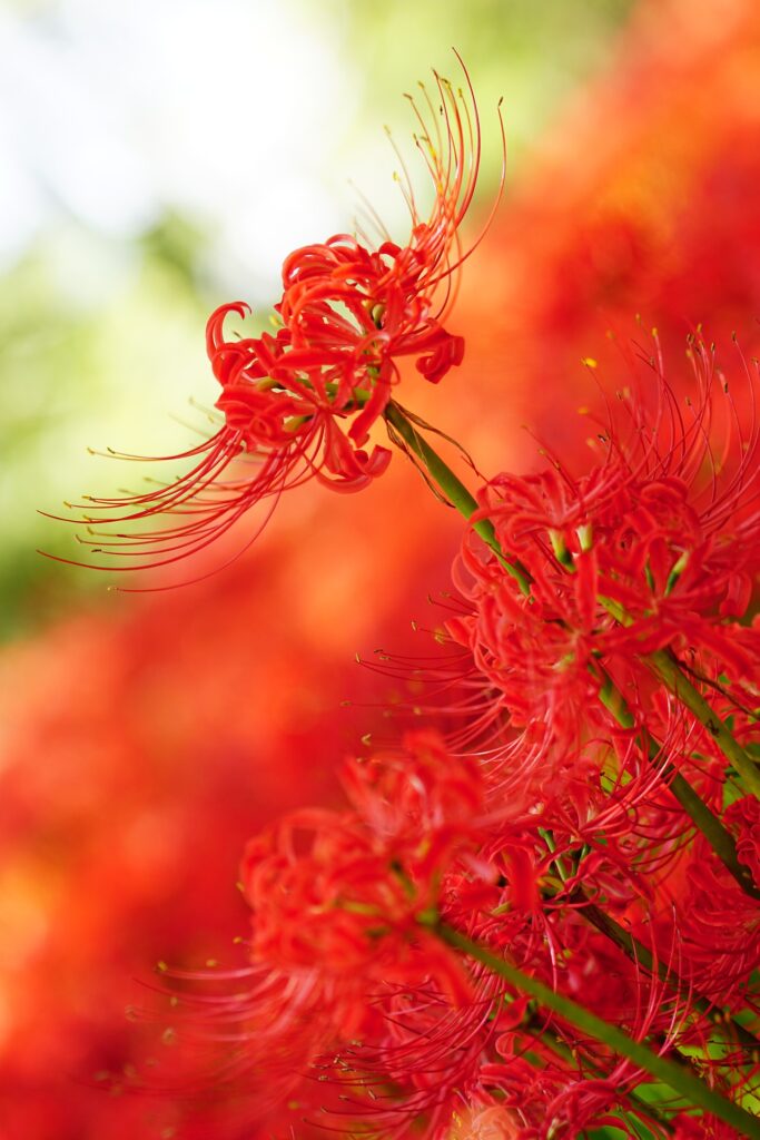 花 彼岸花 ヒガンバナ Cluster Amaryllis Red Spider Lily スマネコ Blog