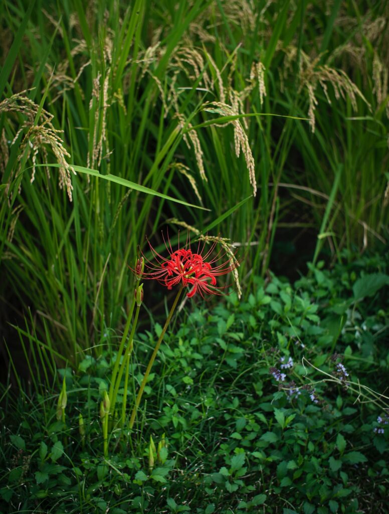 花 彼岸花 ヒガンバナ Cluster Amaryllis Red Spider Lily スマネコ Blog