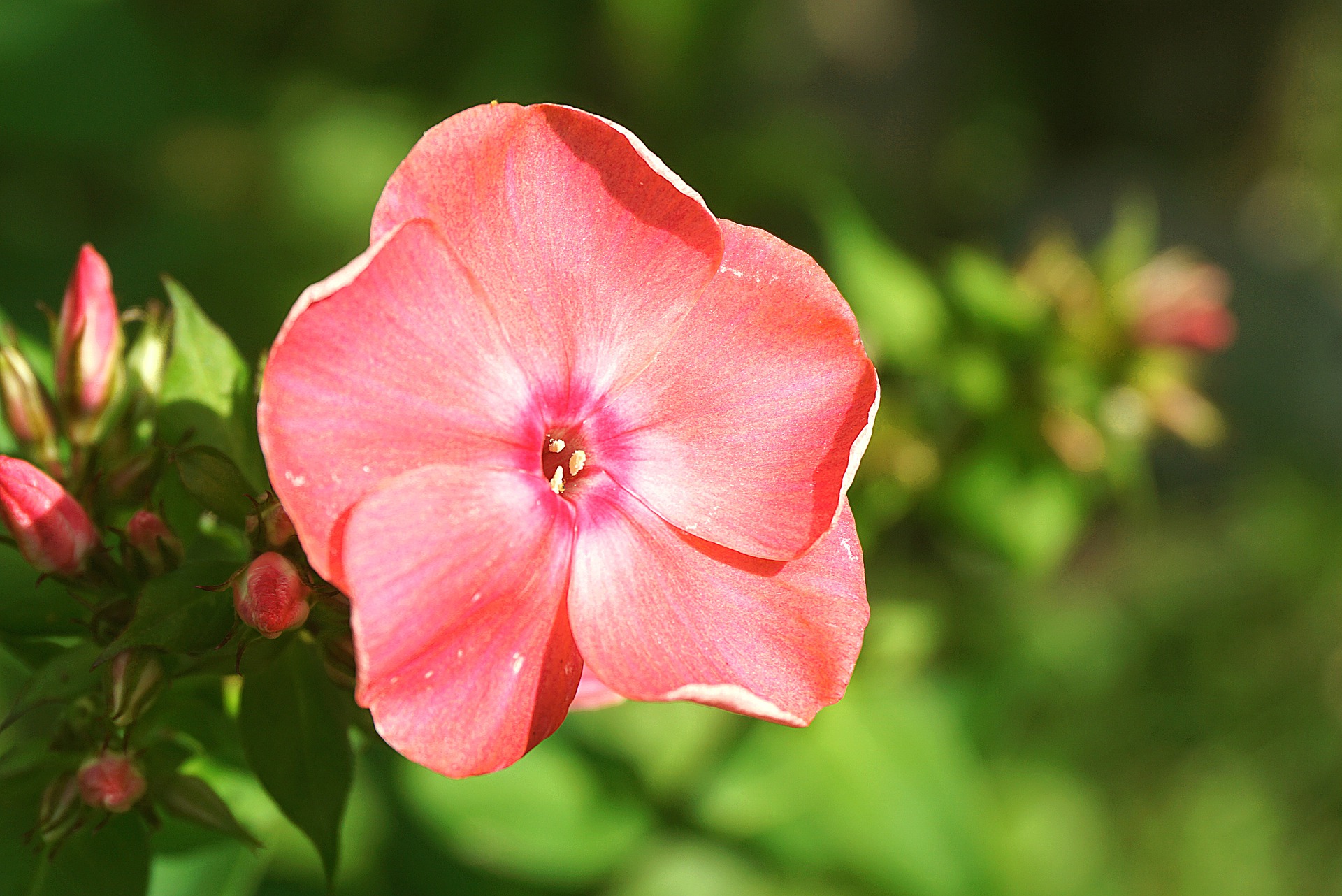 花 フロックス スマネコ Blog